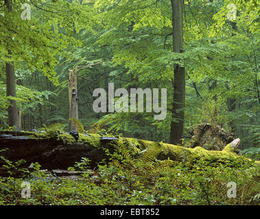 Rotbuche (Fagus Sylvatica), Buchenwald mit Totholz, Deutschland, Thüringen, Nationalpark Hainich Stockfoto