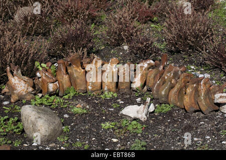 Knochen im Garten von Ice Age des Schlosses Salder, Deutschland, Niedersachsen, Salzgitter Salder Stockfoto