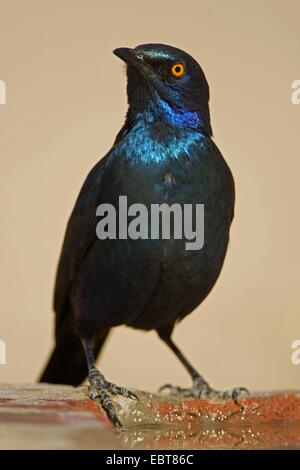 rot-geschultert glänzend Starling (Glanzstare Nitens), sitzen am Wasser, Süd Afrika, Nördliches Kap, Kgalagadi Transfrontier National Park Stockfoto