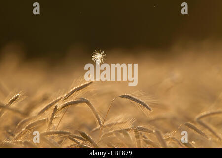 kultiviert, Roggen (Secale Cereale), Roggen Spikes und fliegenden Mariendistel Samen bei Gegenlicht, Deutschland, Schleswig-Holstein Stockfoto