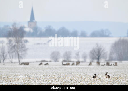 Feldhase (Lepus Europaeus) und Rehe im Feld winterliche Landschaft, Kirche im Hintergrund, Deutschland, Thüringen Stockfoto