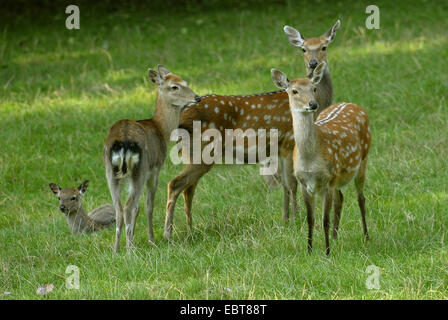 Dybowski-Sika (Cervus Nippon Dybowskii), Hirschkühe mit Kalb stehend auf Wiese, Deutschland Stockfoto