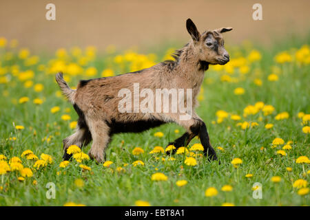 Hausziege (Capra Hircus, Capra Aegagrus F. Hircus), Zicklein, die quer durch einer Löwenzahn Wiese, Deutschland, Bayern Stockfoto