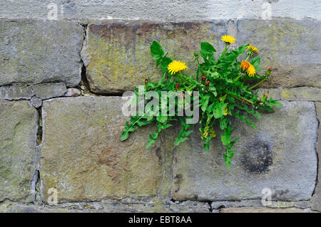 gemeinsamen Löwenzahn (Taraxacum Officinale), an einer Wand, Deutschland Stockfoto