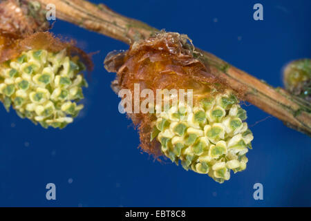 Japanische Lärche (Larix Kaempferi), männliche Blüten Stockfoto