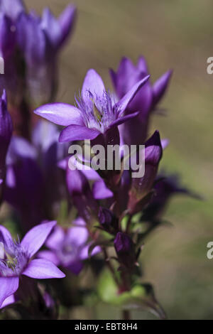 Deutscher Enzian, Chiltern Enzian (Gentiana Germanica, Gentianella Germanica), Blume, Deutschland, Baden-Württemberg Stockfoto