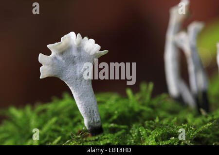 Candlesnuff Pilz (Xylaria Hypoxylon), auf Moos, Deutschland, Baden-Württemberg Stockfoto