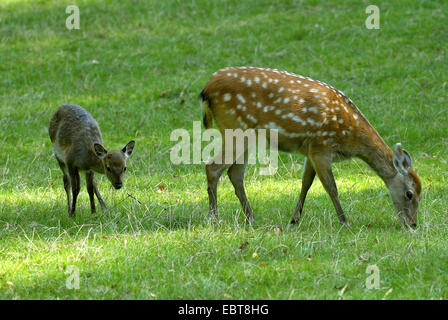 Dybowski-Sika (Cervus Nippon Dybowskii), Hirschkuh mit Kalb grasen auf einer Wiese, Deutschland Stockfoto