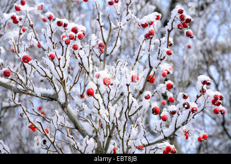 Hundsrose (Rosa Canina), rose Hagebutten im Winter mit Schnee, Deutschland Stockfoto