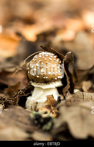 Nahaufnahme von Panther GAP (Amanita Pantherina) Pilz Stockfoto