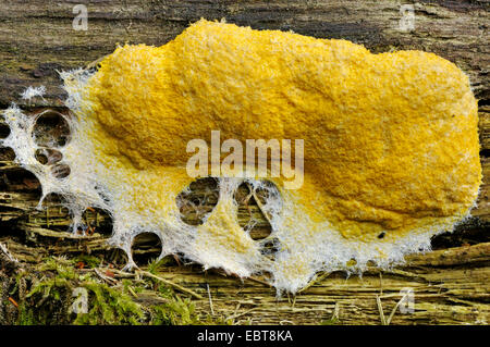 Fuligo Septica (Fuligo Septica), auf Totholz, Deutschland, Nordrhein-Westfalen, Sauerland Stockfoto