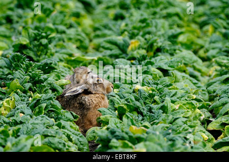 Feldhase (Lepus Europaeus), zwei Hasen, sitzen versteckt in einem Feld, Niederlande Stockfoto