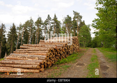 Norwegen Fichte (Picea Abies), Stapel von Trunks an einem Waldrand, Deutschland, Nordrhein-Westfalen, Sauerland Stockfoto