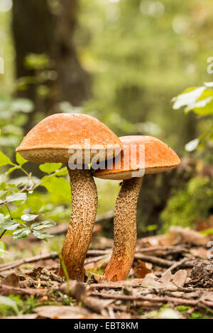 Essbare Pilze Arten, rot-capped Stockfoto