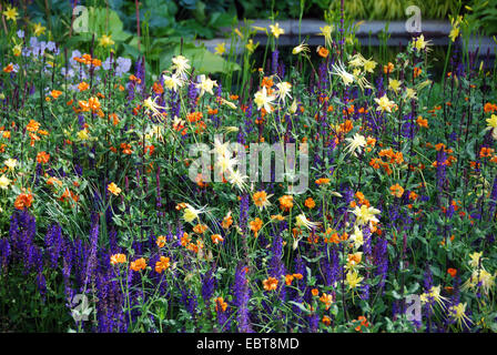 Krautige Grenze, The Daily Telegraph zeigen Garden, RHS Chelsea Flower Show 2007, London, UK Stockfoto