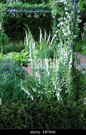 Krautige Grenze, The Daily Telegraph zeigen Garden, RHS Chelsea Flower Show 2007, London, UK Stockfoto