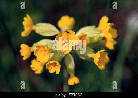 Schlüsselblume Primel (Primula Veris), Blütenstand, Deutschland Stockfoto