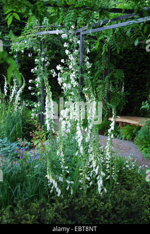 Krautige Grenze, The Daily Telegraph zeigen Garden, RHS Chelsea Flower Show 2007, London, UK Stockfoto