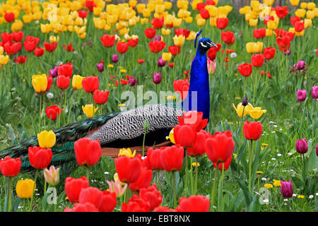 gemeinsamen Pfauen (Pavo Cristatus), männliche stehen auf einer Wiese voller rot, gelb und lila Tulpen Stockfoto