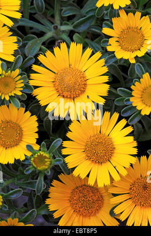 Goldmünze, Mittelmeer Strand Daisy (Asteriscus Maritimus, Bubonium Maritimum), blühen Stockfoto