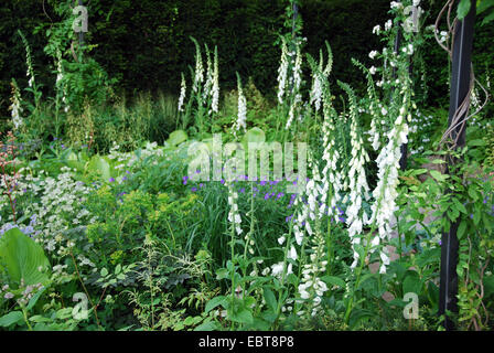 Krautige Grenze, The Daily Telegraph zeigen Garden, RHS Chelsea Flower Show 2007, London, UK Stockfoto