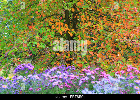 Sassafras (Sassafras Albidum) in Herbstfarben Stockfoto