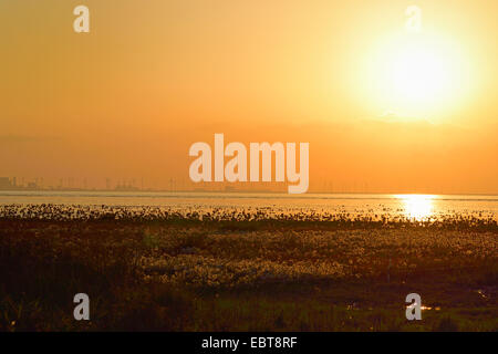 Schlanke Grasswort, Queller, gemeinsame Queller (Salicornia Europaea Agg.), Sonnenuntergang im Wattenmeer bei Ebbe, Windenergieanlage im Hintergrund, Deutschland, Sachsen, Ostfriesland, Pilsumer Watt, Dollart senken Stockfoto