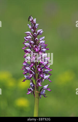 militärische Orchidee (Orchis Militaris), Blütenstand, Deutschland, Baden-Württemberg Stockfoto