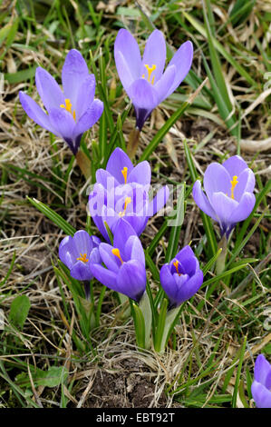 weiße Krokus, Crocus Vernus, Frühlings-Krokus (Crocus Vernus Albiflorus, Crocus Vernus Subspecies Albiflorus, Crocus Albiflorus), blühen in einem Wiesen, Deutschland, Bayern, Mittelfranken, Mittelfranken, Oberhard Stockfoto