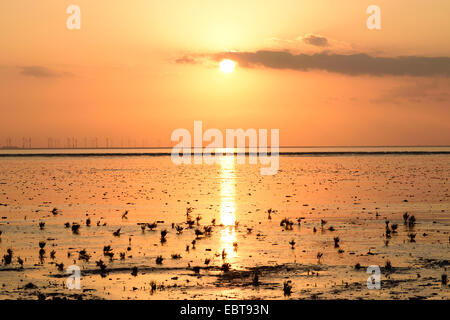 Schlanke Grasswort, Queller, gemeinsame Queller (Salicornia Europaea Agg.), Sonnenuntergang im Wattenmeer bei Ebbe, Deutschland, Sachsen, Ostfriesland, Pilsumer Watt, Dollart senken Stockfoto