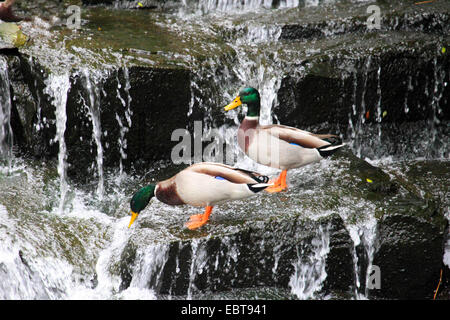 Stockente (Anas Platyrhynchos), Männer trinken aus einem Wasserfall, Deutschland Stockfoto