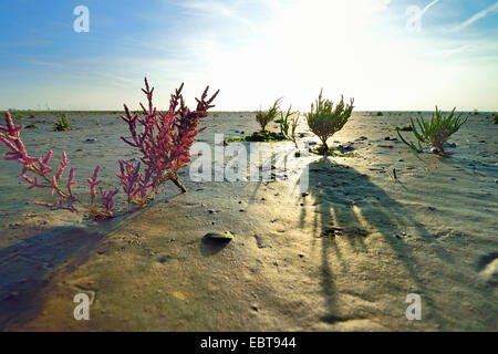 Schlanke Grasswort, Queller, gemeinsame Queller (Salicornia Europaea Agg.), im Wattenmeer bei Sonnenuntergang, Deutschland, Sachsen, Ostfriesland, Pilsumer Watt senken Stockfoto