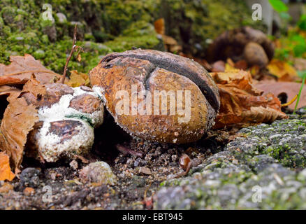 Leopard Earthball (Sklerodermie Areolatum), in einer Straße Grenze, Deutschland Stockfoto