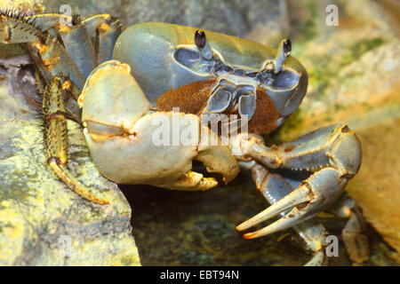 Regenbogen-Krabbe, westafrikanische Regenbogen Krabbe (Cardisoma Armatum), am Strand, Angola Stockfoto