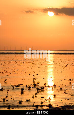 Schlanke Grasswort, Queller, gemeinsame Queller (Salicornia Europaea Agg.), Sonnenuntergang im Wattenmeer bei Ebbe, Deutschland, Sachsen, Ostfriesland, Pilsumer Watt, Dollart senken Stockfoto