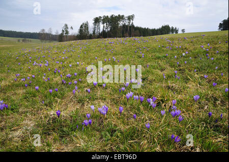 weiße Krokus, Crocus Vernus, Frühlings-Krokus (Crocus Vernus Albiflorus, Crocus Vernus Subspecies Albiflorus, Crocus Albiflorus), blühen in einem Wiesen, Deutschland, Bayern, Mittelfranken, Mittelfranken, Oberhard Stockfoto