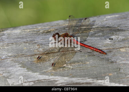 Landstreicher Sympetrum (Sympetrum Vulgatum), sitzen auf Holz, Deutschland Stockfoto