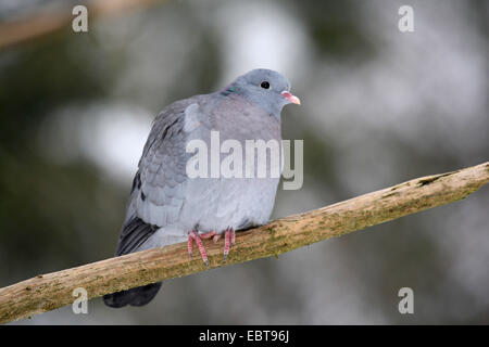 Lager-Taube (Columba Oenas), auf einem Ast, Deutschland Stockfoto