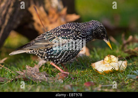 gemeinsamen Star (Sturnus Vulgaris), für die Zucht von Kleider, Fütterung auf einen Apfel, Deutschland, Bayern Stockfoto