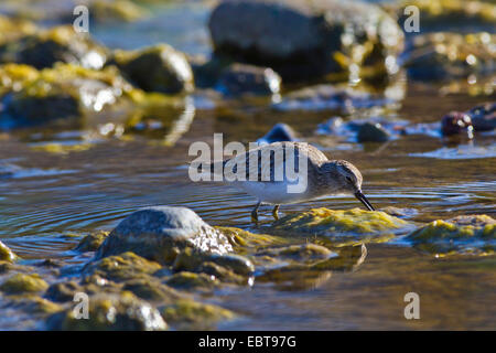 Wenigsten Strandläufer (Calidris Minutilla), im Winterkleid auf den Feed unter Verde River, USA, Arizona Stockfoto