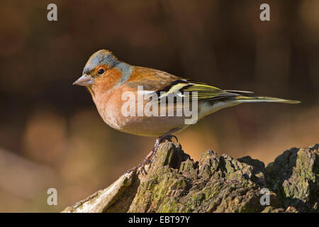 Buchfinken (Fringilla Coelebs), männliche sitzt auf einem Baumstamm, Deutschland, Bayern Stockfoto