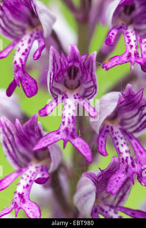 militärische Orchidee (Orchis Militaris), Blume, Deutschland, Bayern, NSG Maeusberg Stockfoto