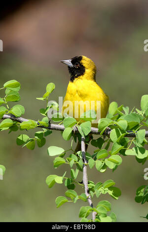 Geringerem maskierte Weber (Ploceus Intermedius), auf Ast, Kenia Stockfoto