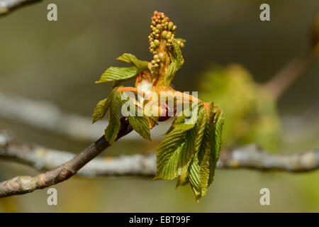 gemeinsamen Rosskastanie (Aesculus Hippocastanum), schießen auf die Blätter und Blütenstände im Frühjahr Stockfoto