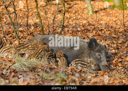 Wildschwein, Schwein, Wildschwein (Sus Scrofa), Bache Spanferkel ihre Soats, Deutschland, Nordrhein-Westfalen, Sauerland Stockfoto