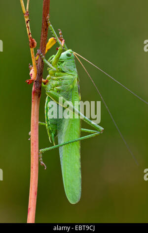 große grüne Bushcricket (Tettigonia Viridissima), am Stiel, Deutschland, Rheinland-Pfalz Stockfoto