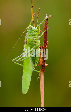 große grüne Bushcricket (Tettigonia Viridissima), am Stiel, Deutschland, Rheinland-Pfalz Stockfoto