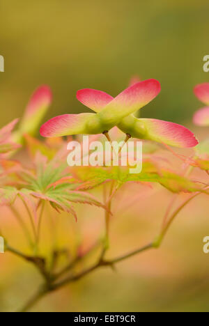 Japanischer Ahorn (Acer Palmatum), Früchte auf einem Ast Stockfoto