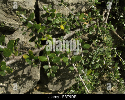 wilden Ölbaum (Olea Europaea SSP Ölweiden), an einer Wand, Spanien, Balearen, Mallorca Stockfoto