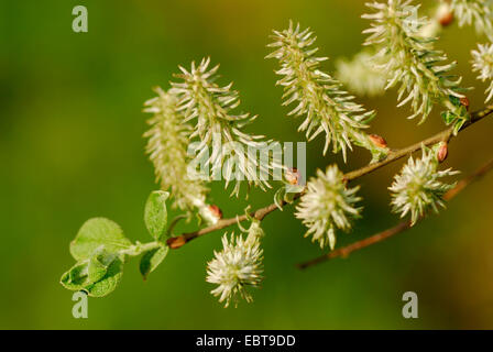 Weide, Korbweide (Salix spec.), Weidenzweig mit Jung Früchte, Deutschland Stockfoto